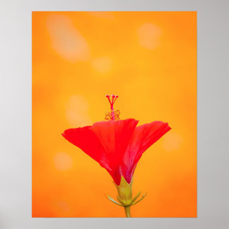 Póster Crimson Serenity