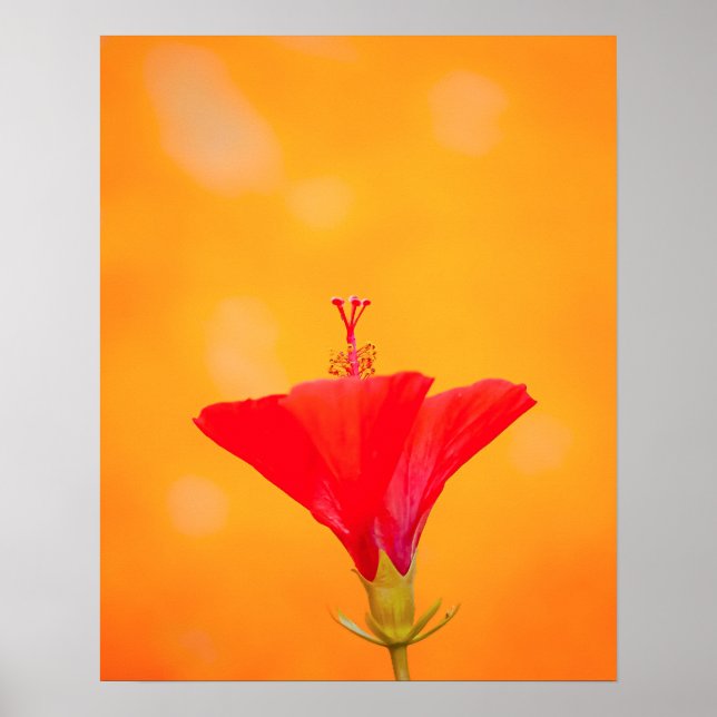 Póster Crimson Serenity (Frente)