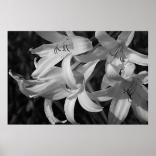 Póster Crinum negro y blanco