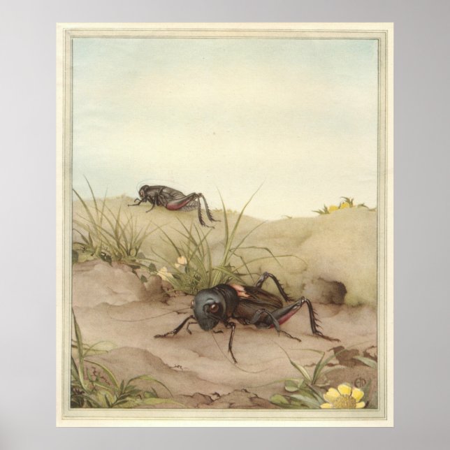 Póster CRÍQUET DE CAMPO - Ilustracion de libros de insect (Frente)