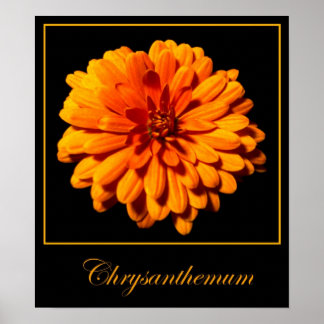 Póster Crisantemo