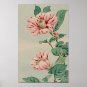PÓSTER CRISANTEMO BOTÁNICO FLORAL VINTAGE