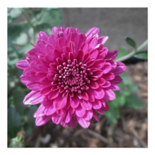 Póster Crisantemo Flor Roja Oscura