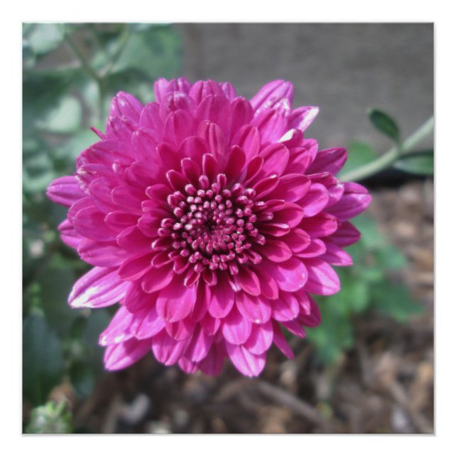 Póster Crisantemo Flor Roja Oscura (Anverso)