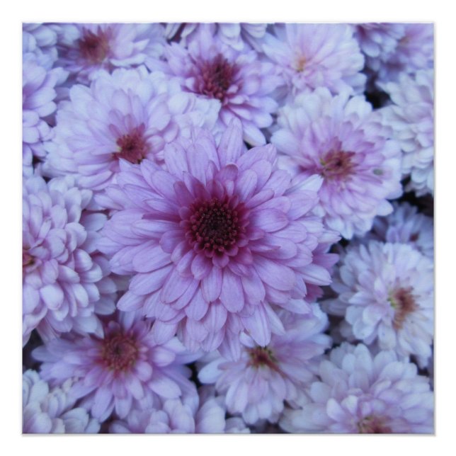 Póster Crisantemo Morado Blanco (Anverso)