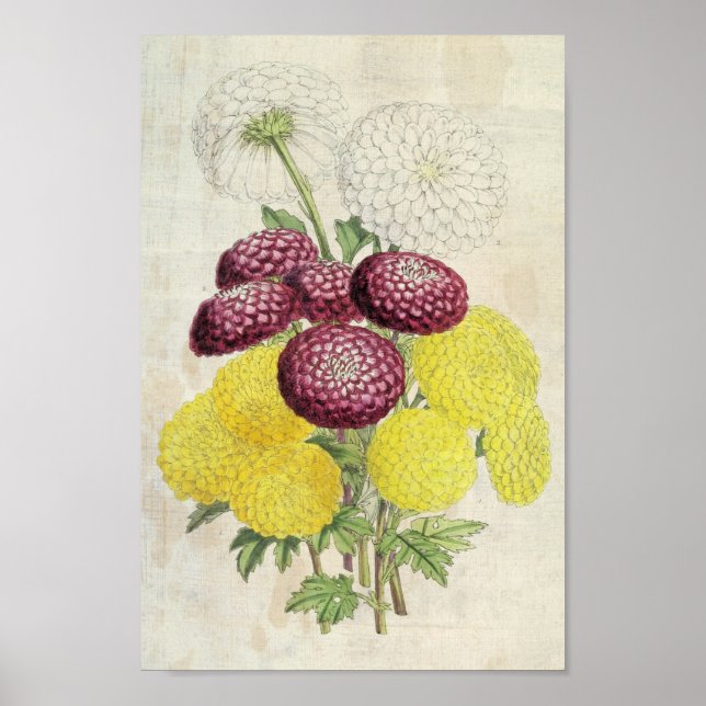 Póster Crisantemo pompón botánico vintage (Frente)