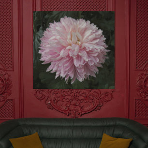 Póster Crisantemo rosa Floral de flor