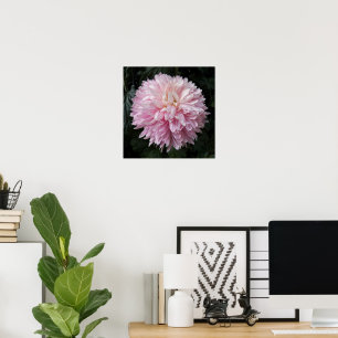 Póster Crisantemo rosa Floral en flor