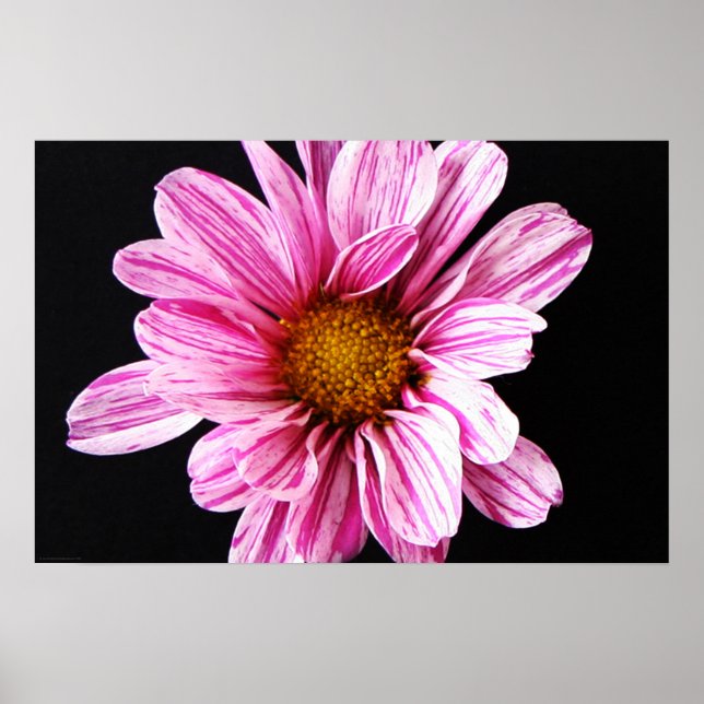 Póster Crisantemo Vaso de las flores (Frente)