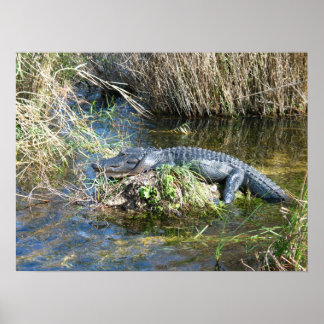 Póster Croc
