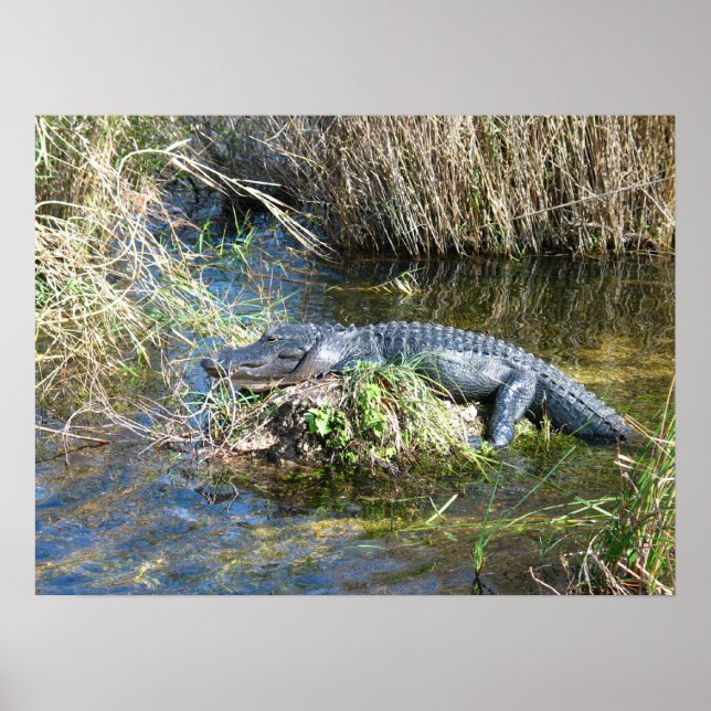Póster Croc (Frente)