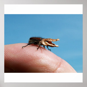 Póster Crocobug poster