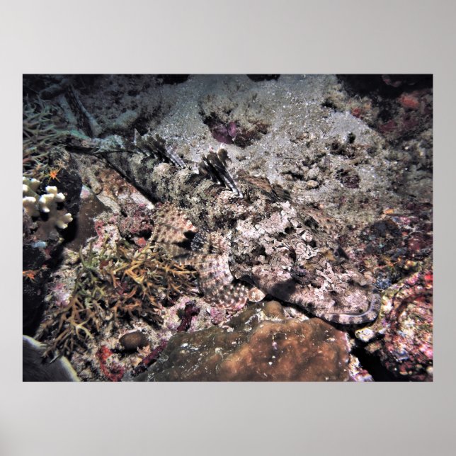 Póster Crocodilefish oculto (Frente)