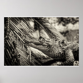 Póster Crocodylus Moreletii
