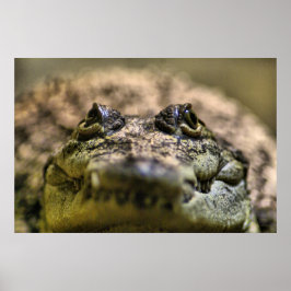 Póster Crocodylus Moreletii Primer plano