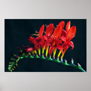 Póster Crocosomia Lucifer Montbretia Floral