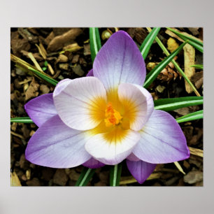 Póster Crocus,