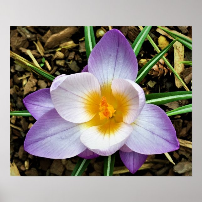 Póster Crocus, (Frente)