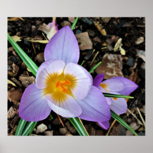 Póster Crocus,