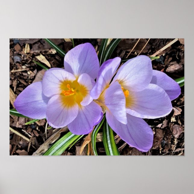 Póster Crocus, (Frente)
