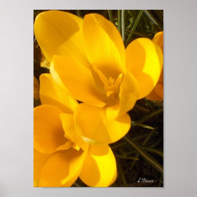 Póster Crocus (Frente)