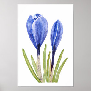 Póster crocus bucus azul acuarela pintura