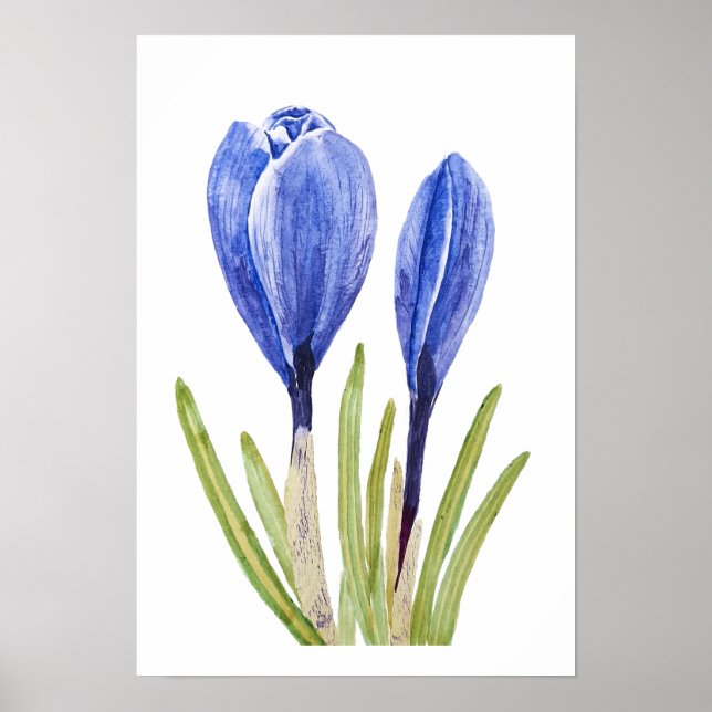 Póster crocus bucus azul acuarela pintura (Frente)