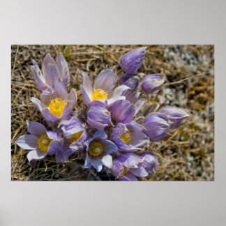 Póster Crocus Cluster