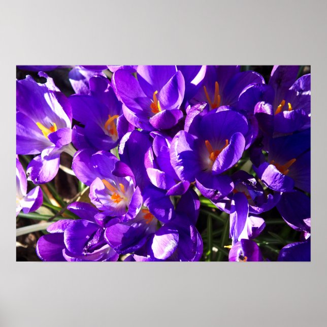 PÓSTER CROCUS DE PRIMAVERA (Frente)