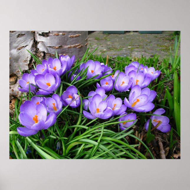 Póster Crocus de primavera (Frente)