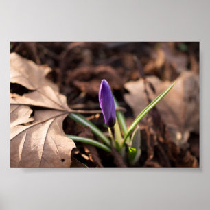 Póster Crocus en marcha