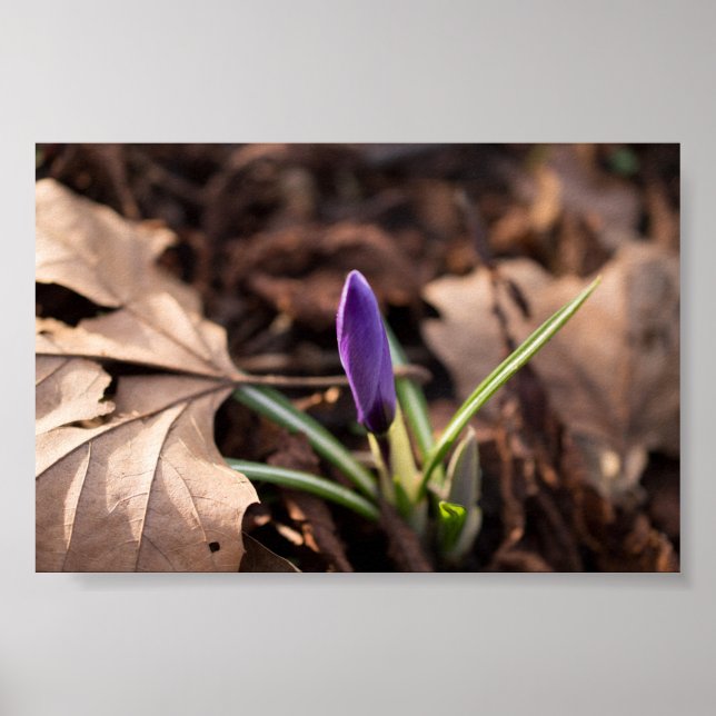 Póster Crocus en marcha (Frente)