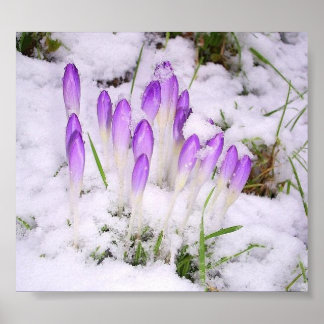 Póster crocus in the snow Poster