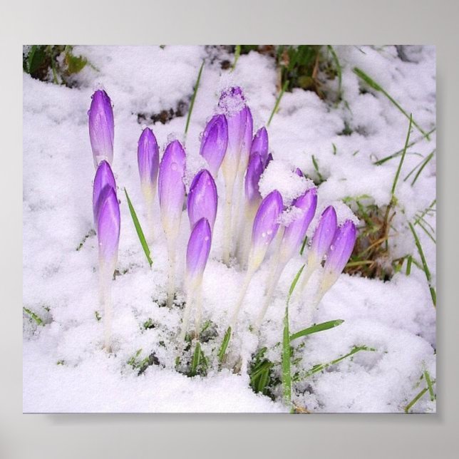 Póster crocus in the snow Poster (Frente)