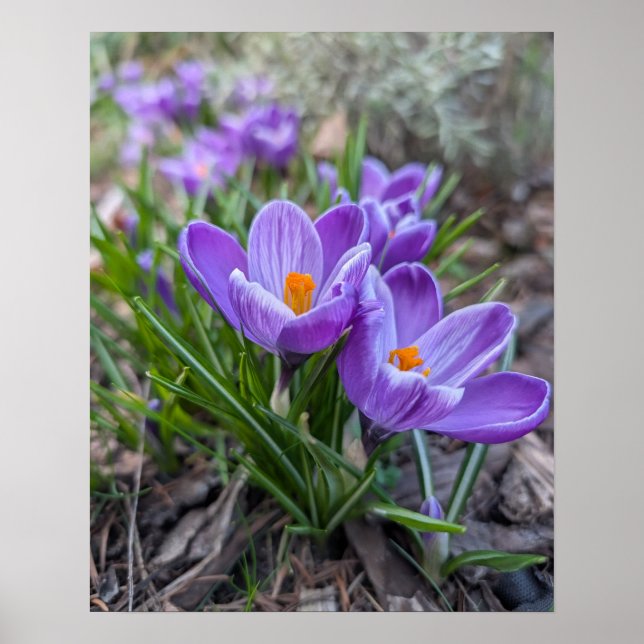 Póster Crocus Púrpura (Frente)