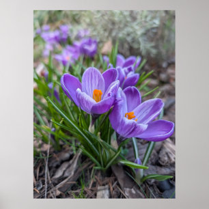 Póster Crocus Púrpura