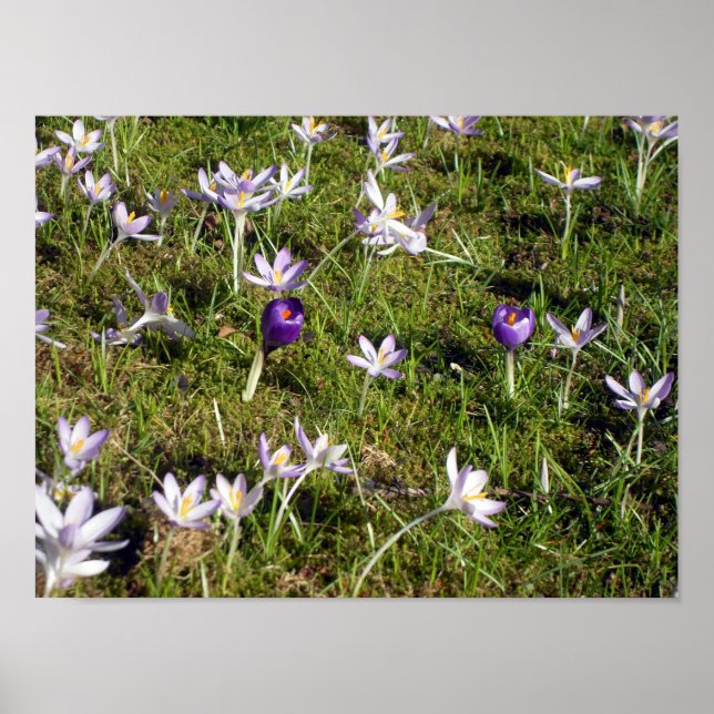 Póster Crocus Púrpura (Frente)