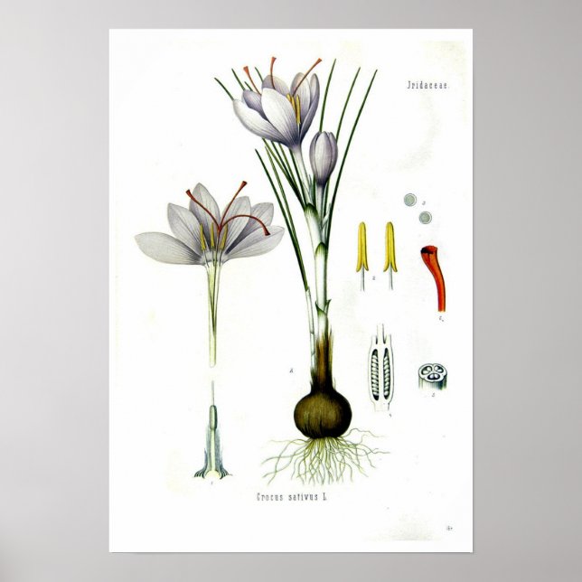 Póster Crocus sativus (Frente)