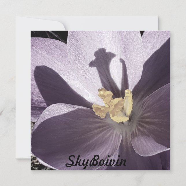 poster Crocus somnoliento (Anverso)