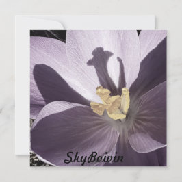poster Crocus somnoliento