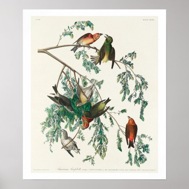Póster Crossbill estadounidense por Audubon Poster (Frente)