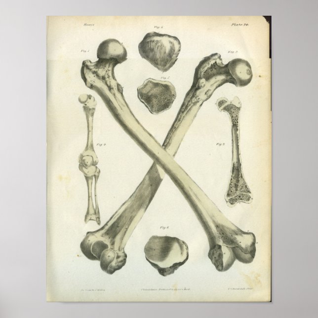 Póster Crossed Femur Bones Anatomy Art (Frente)