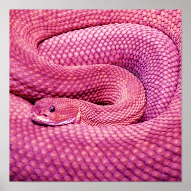 Póster Crótalo basilisco rosa (Frente)