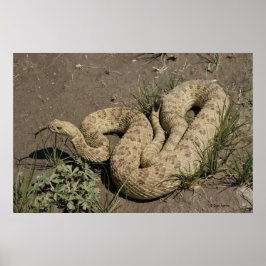 Póster Crótalo de pradera R6