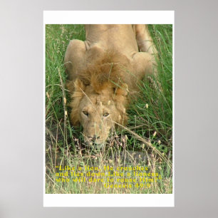 Póster Crouching Lion, Hidden Not
