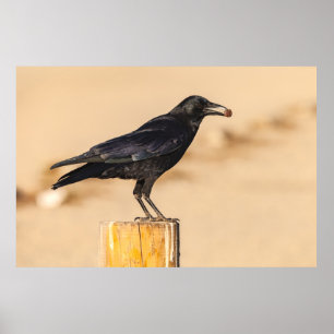 Póster Crow americano