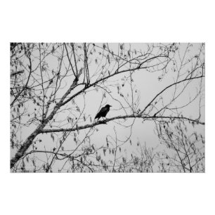Póster Crow en un árbol de aves