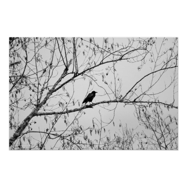 Póster Crow en un árbol de aves (Anverso)