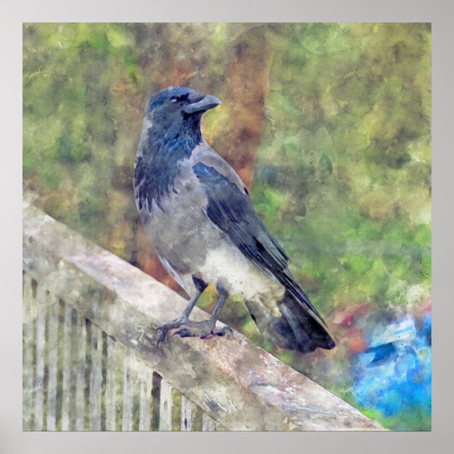 Póster Crow Hooded de Ross Castle Ireland (Frente)