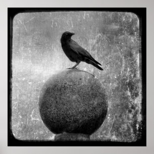 Póster Crow mágico